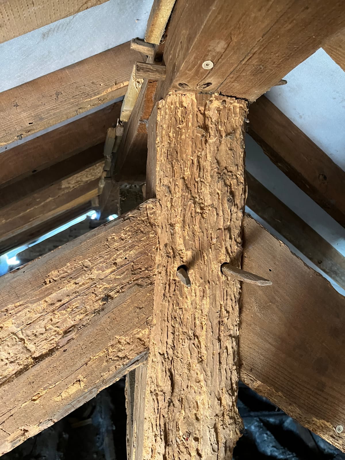 Charpente attaquee par le capricorne dans le Calvados