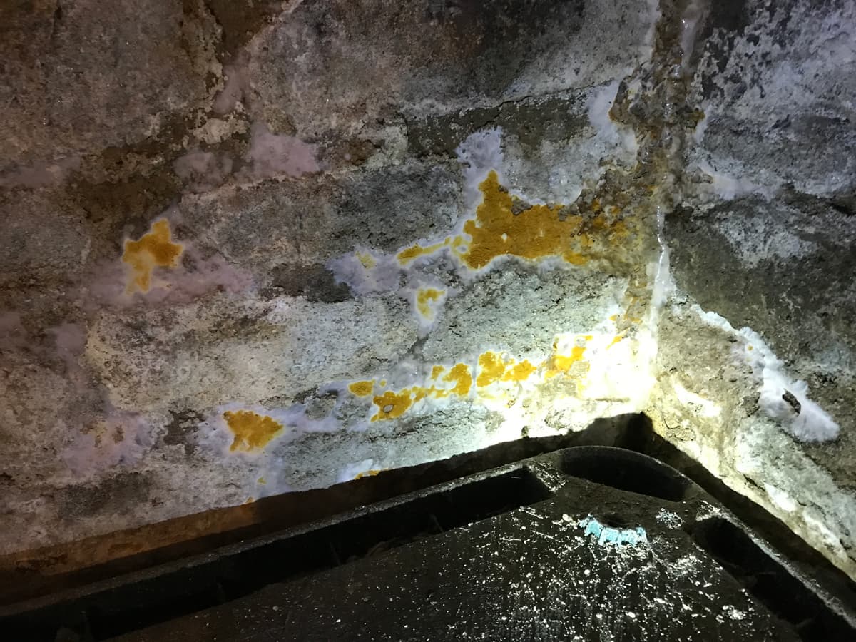 Merule sur mur de cave dans une maison du Calvados