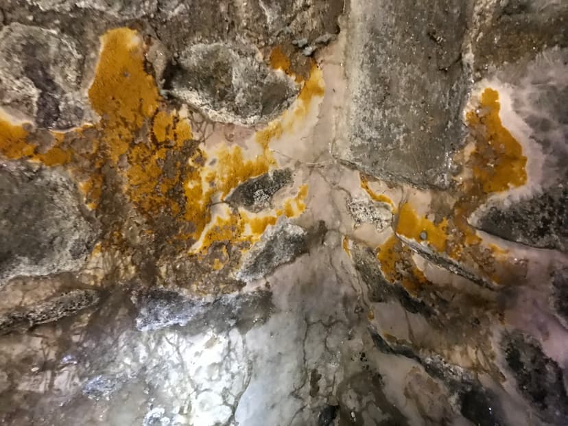 Taches de merule sur mur de cave en pierre
