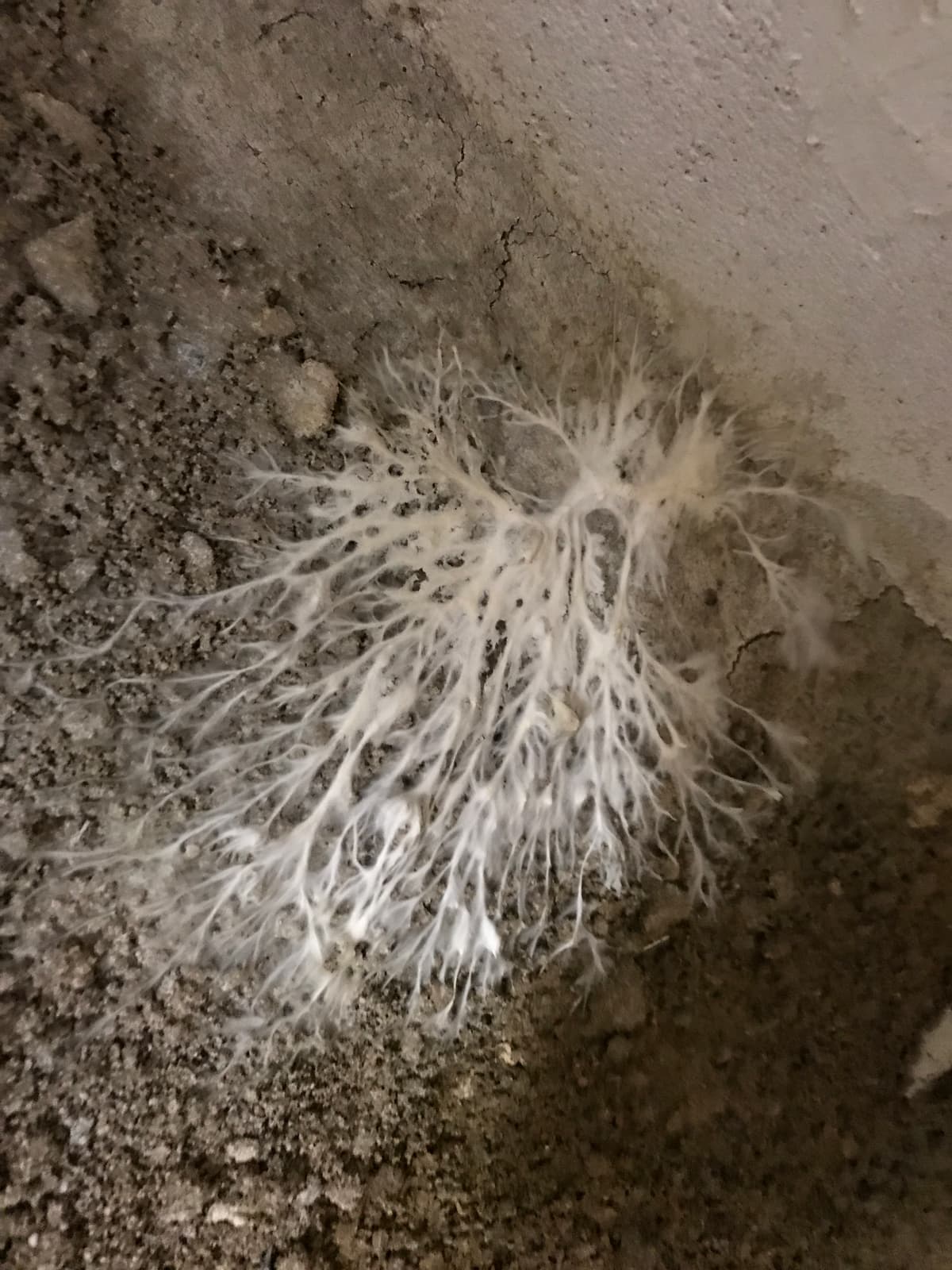 Mycelium de merule actif a Conde-en-Normandie