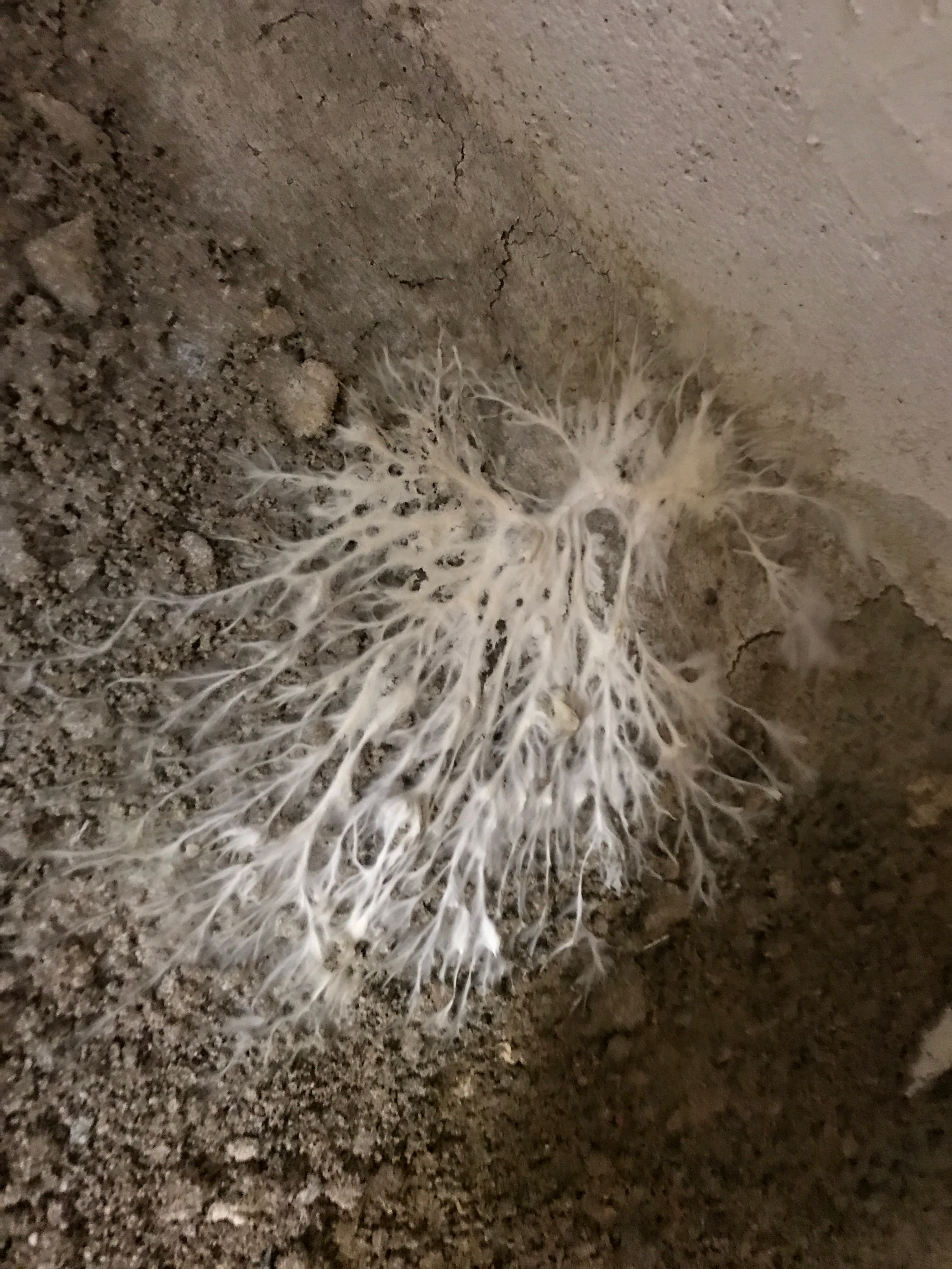 Mycelium actif de merule pleureuse - filaments blancs caracteristiques sur mur de cave