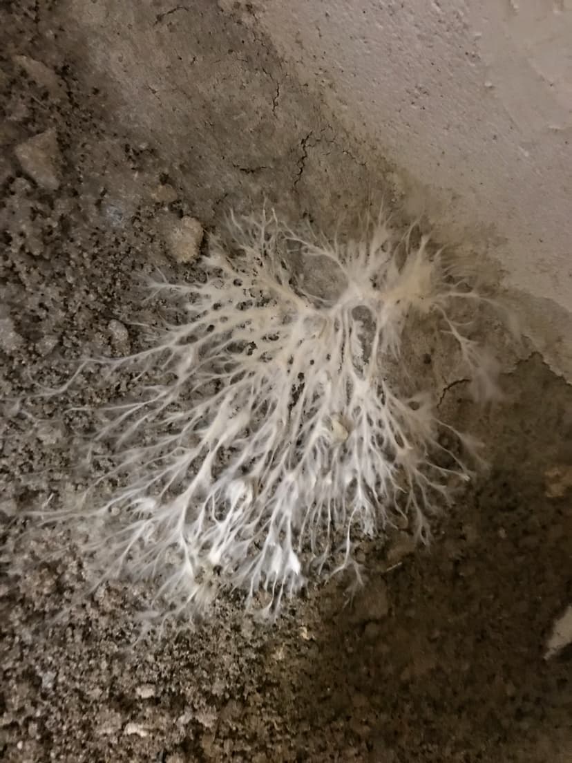 Mycelium de merule actif - filaments blancs sur sol de cave