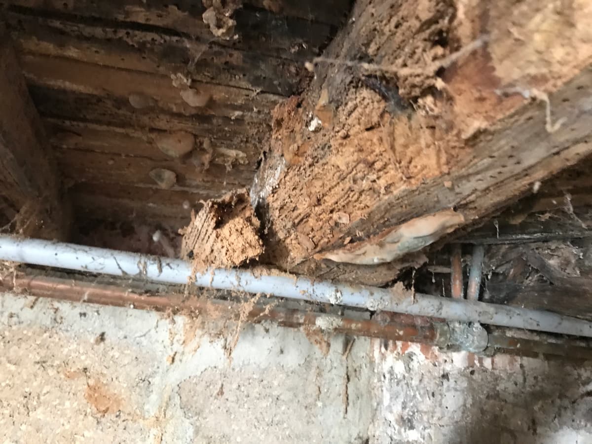 Poutre attaquee par le capricorne a Falaise
