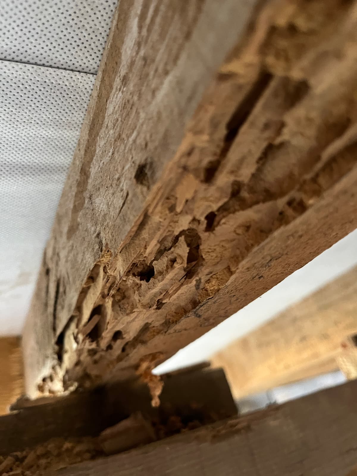 Galeries de xylophages dans une poutre a Bayeux