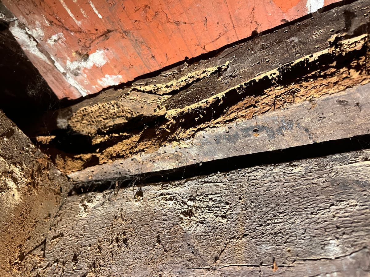 Galeries et trous de sortie dans un bois feuillu attaque par le lyctus